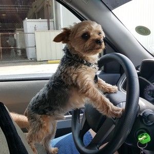 Meet your Posher, Troy